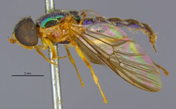 Media type: image;   Entomology 12539 Aspect: habitus lateral view